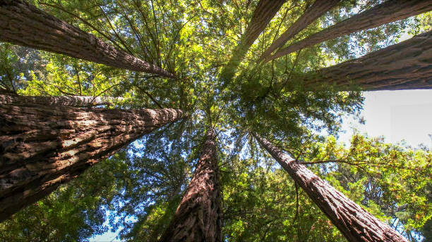 Reliable Jefferson, TX Tree Removal Solutions
